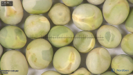 column seed