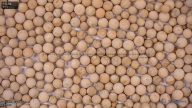 seed