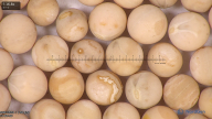 column seed
