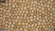 seed