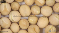 column seed
