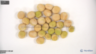 seed