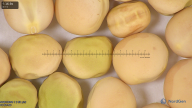 column seed