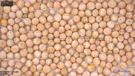 seed