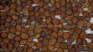 seed