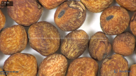 column seed