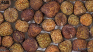 column seed
