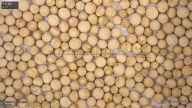 seed
