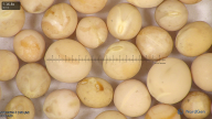 column seed