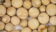 column seed