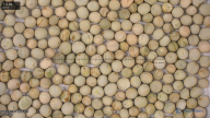 seed