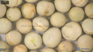 column seed