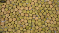 seed
