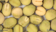 column seed