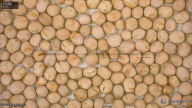 seed