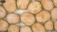 column seed