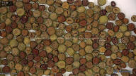 seed