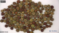 column seed