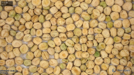 column seed