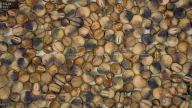 seed