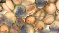 column seed