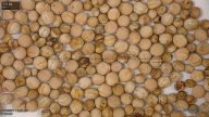 column seed