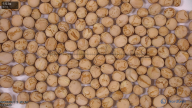 seed