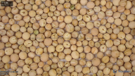 seed