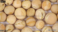 column seed