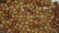 seed
