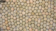 seed