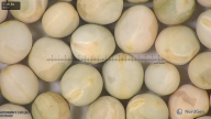 column seed