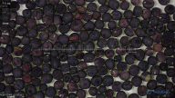 seed