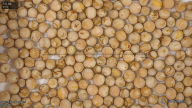 seed