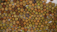 seed