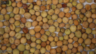 seed
