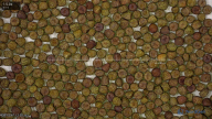 seed