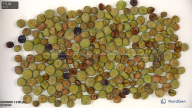 column seed