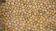 seed