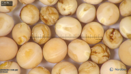 column seed