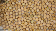 seed