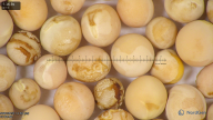 column seed