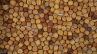 seed