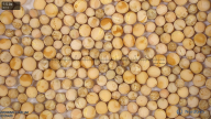 seed