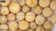 column seed