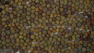 column Seed