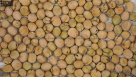 seed