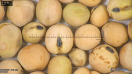 column seed
