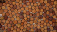 seed