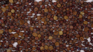 seed